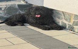 Hungarian Puli dogs for adoption: Beautiful Snoopy needs hugs! - Image 12