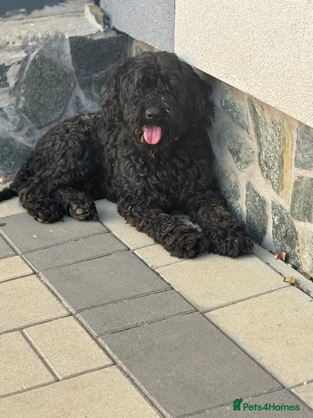 Hungarian Puli dogs for adoption: Beautiful Snoopy needs hugs! - Image 12