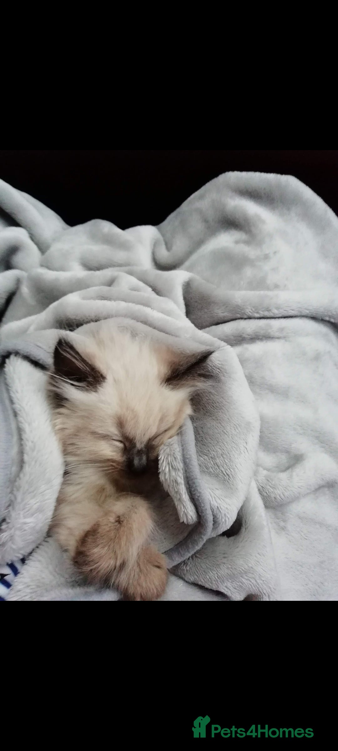 Ragdoll cats for sale: Ragdoll babies - Image 7