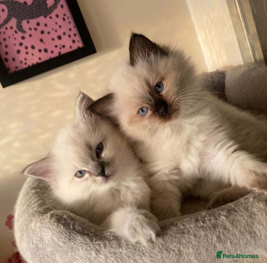 Ragdoll cats for sale: Ragdoll kittens - Advert 2