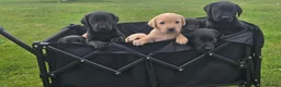 Labrador Retriever dogs for sale: *Beautiful kc, Dna clear labrador puppies* - Advert 6