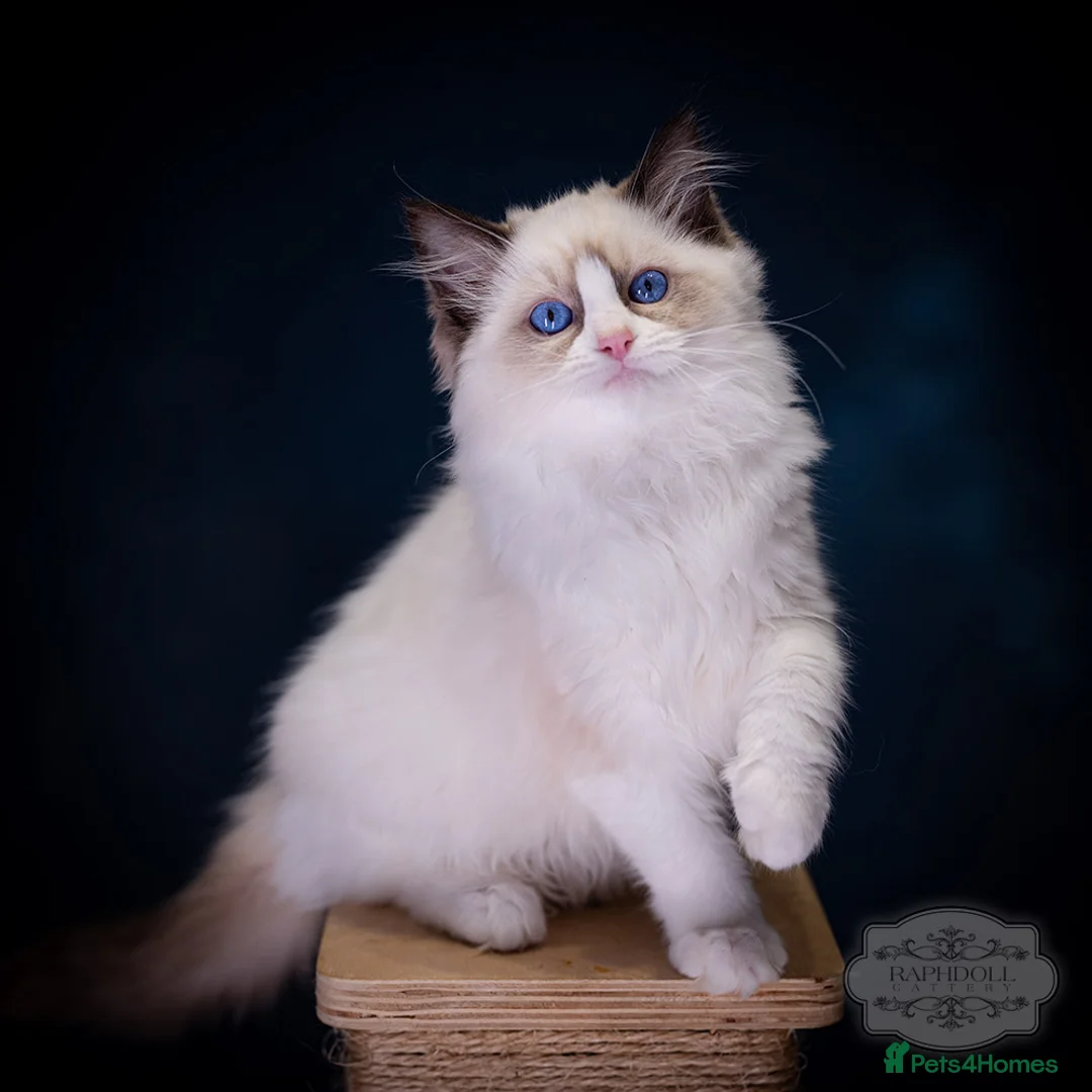 Ragdoll cats for sale: SHOW Ragdoll Bicolor Kitten Girl LSCH TICA ❤❤❤ - Advert 3