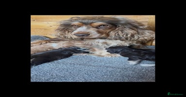 Cocker Spaniel dogs - Advert 9