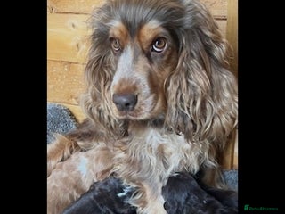 Cocker Spaniel dogs - Advert 20