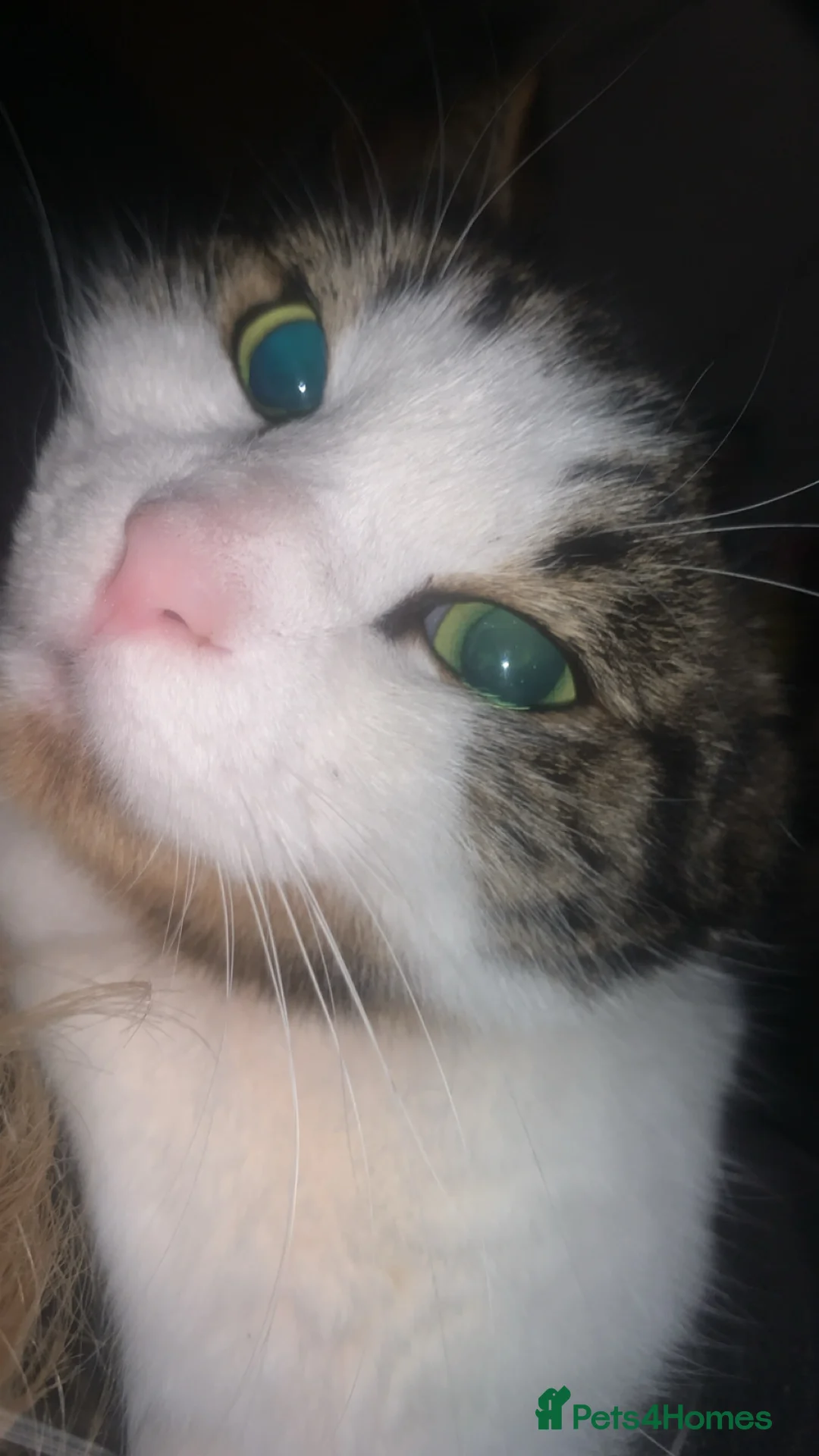 American Shorthair cats for sale: Male adult cat  - Advert 4