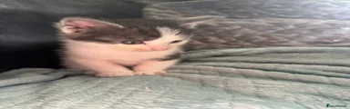 Mixed Breed Kitten 5