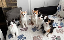 Domestic Shorthair cats for sale: Beautiful and adorable kittens for sale☺️ - Image 1