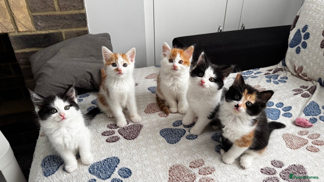 Domestic Shorthair cats for sale: Beautiful and adorable kittens for sale☺️ - Image 1