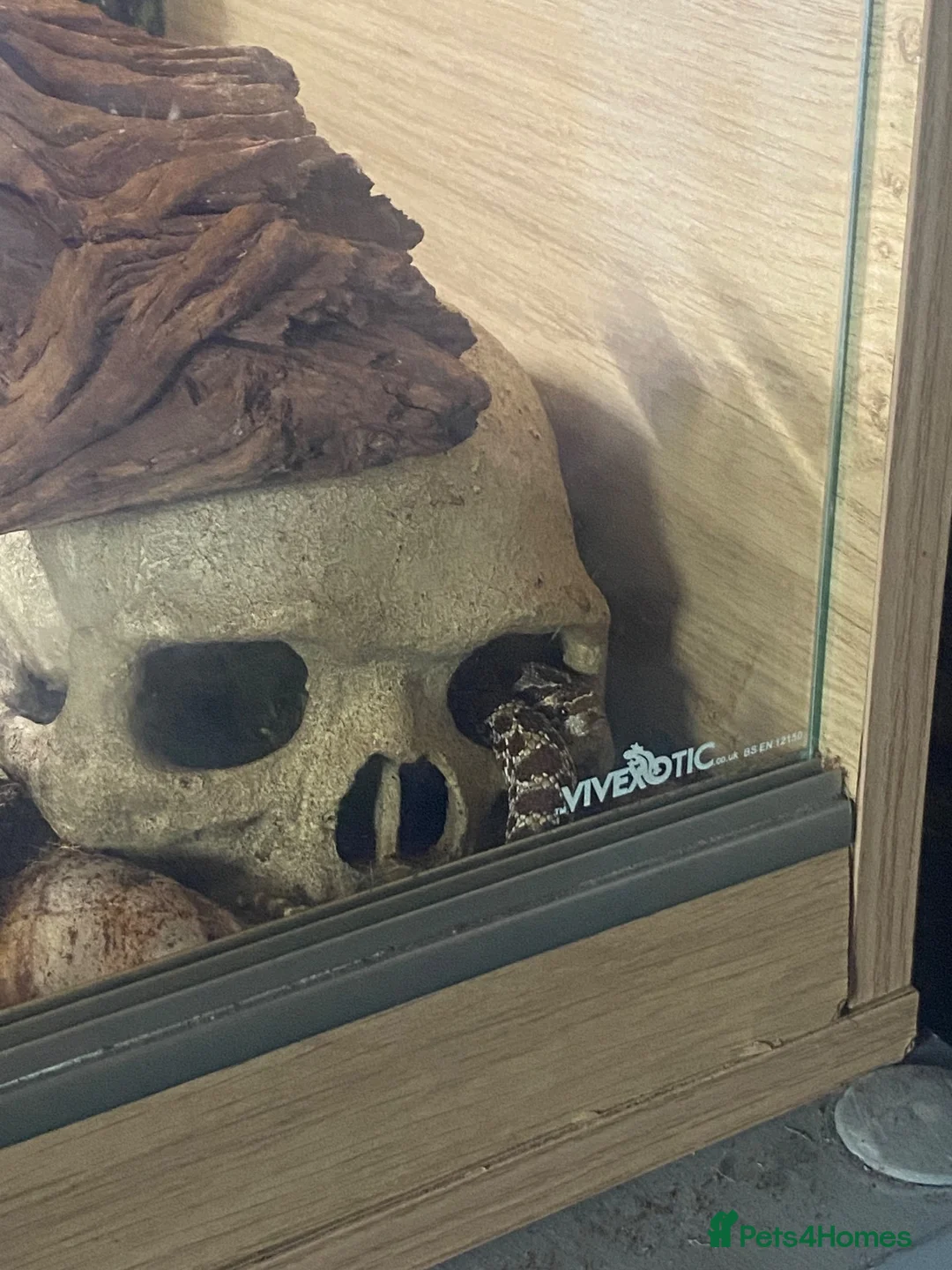 Snake reptiles for sale: 2025 female wildtype Western Hognose 66% Het Snow in Swansea - Advert 2
