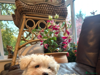 Mixed Breed dogs - Advert 36