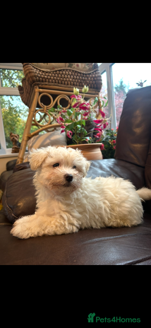 Mixed Breed dogs - Advert 4