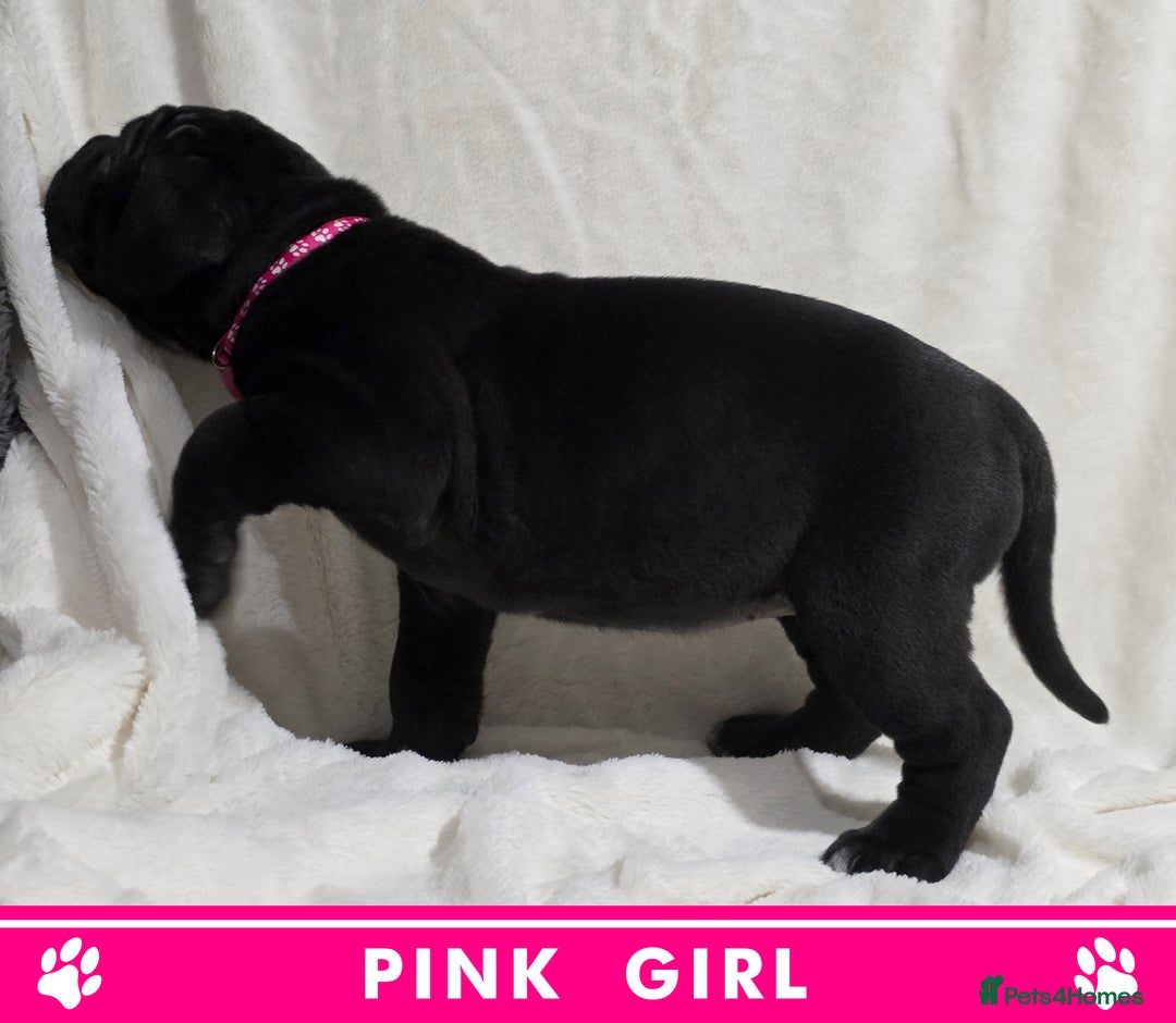 Cane Corso dogs for sale: ⭐️Cane Corso Pups⭐️Pure Championship Genes🏆 - Advert 13