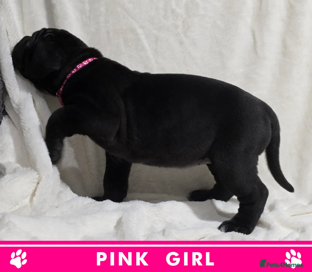 Cane Corso dogs for sale: ⭐️Cane Corso Pups⭐️Pure Championship Genes🏆 - Advert 13