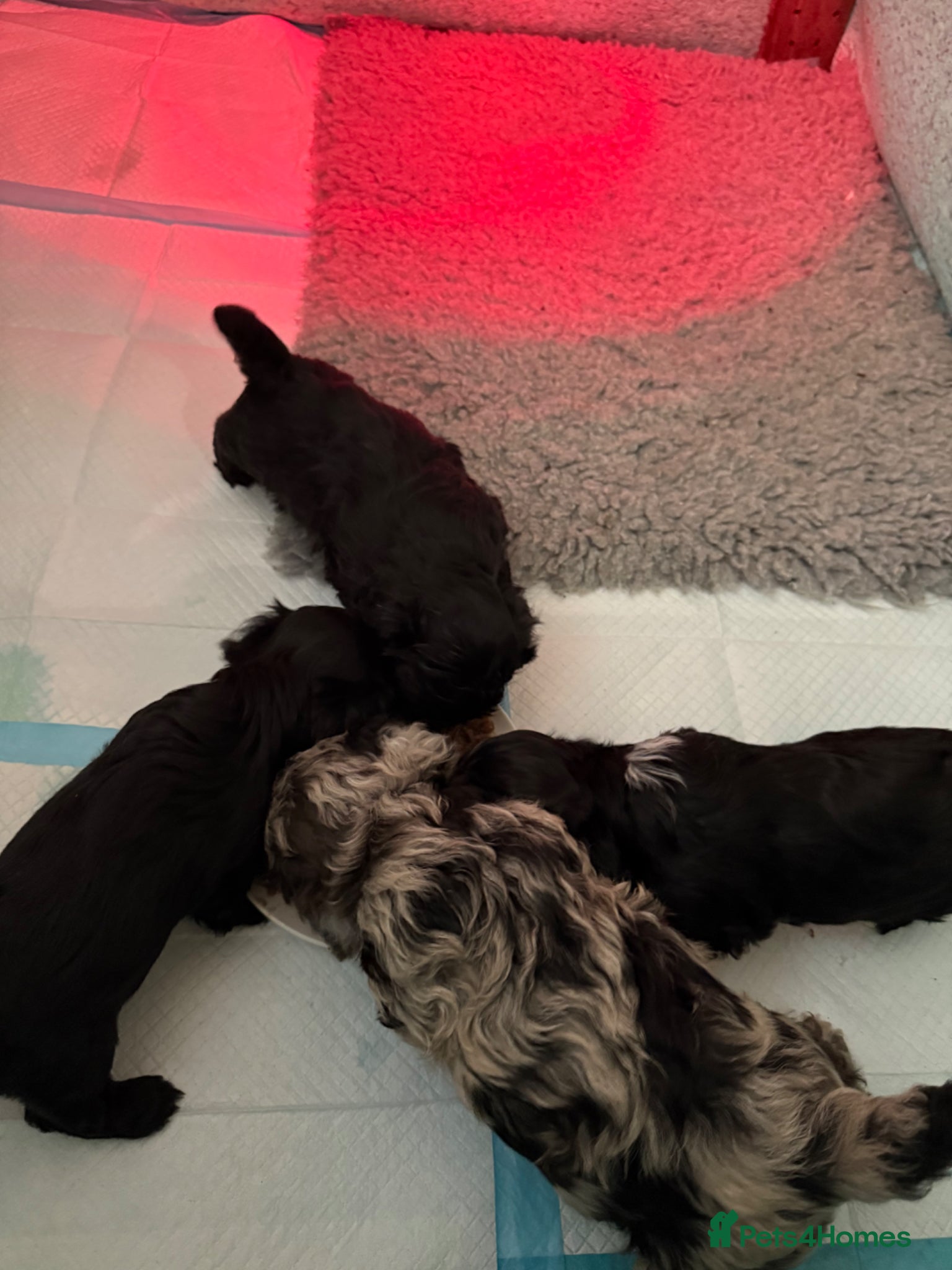 Schnoodle dogs miniature/toy schnoodle puppies  - Advert 1