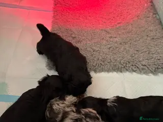 Schnoodle dogs miniature/toy schnoodle puppies - Advert 4