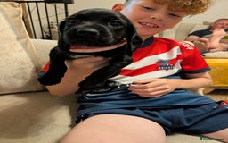 Mixed Breed dogs for sale: 1 boy and 3 girls bocker beagle cross spaniel  - Image 3