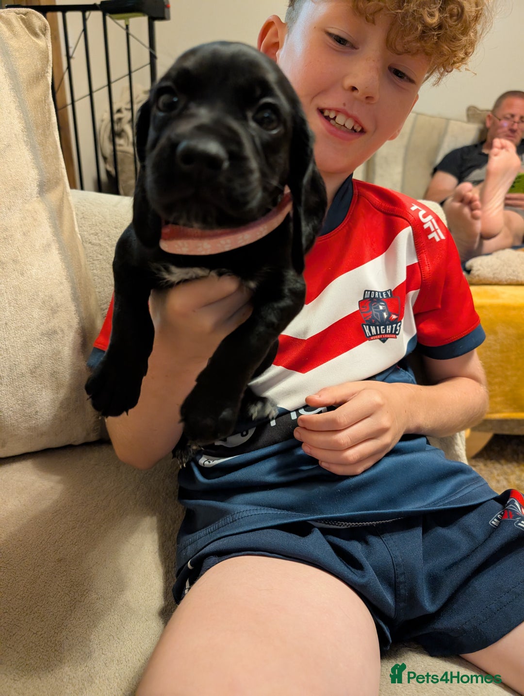 Mixed Breed dogs for sale: 1 boy and 3 girls bocker beagle cross spaniel  - Image 3