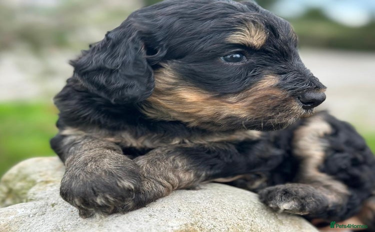 Bernedoodle dogs - Advert 6