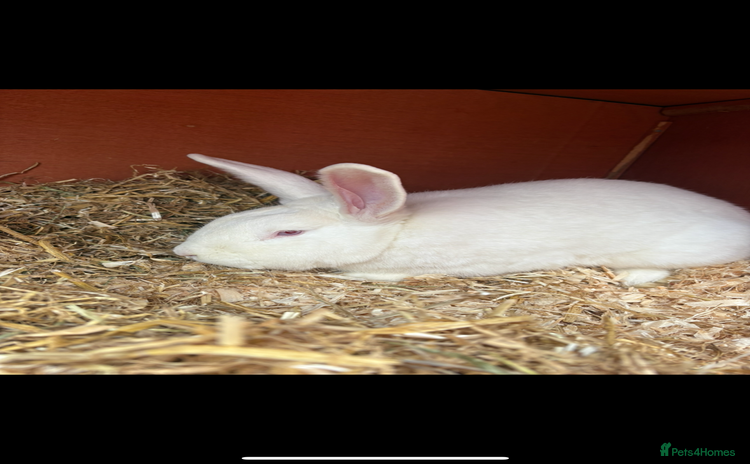 New Zealand rabbits - Advert 1