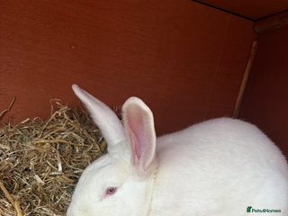 New Zealand rabbits - Advert 4