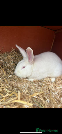 New Zealand rabbits New Zealand white buck - Advert 7