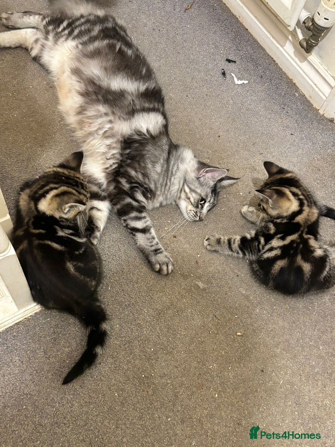 Maine Coon cats for sale: Beautiful, friendly playful Maine Coon cross kits - Advert 25