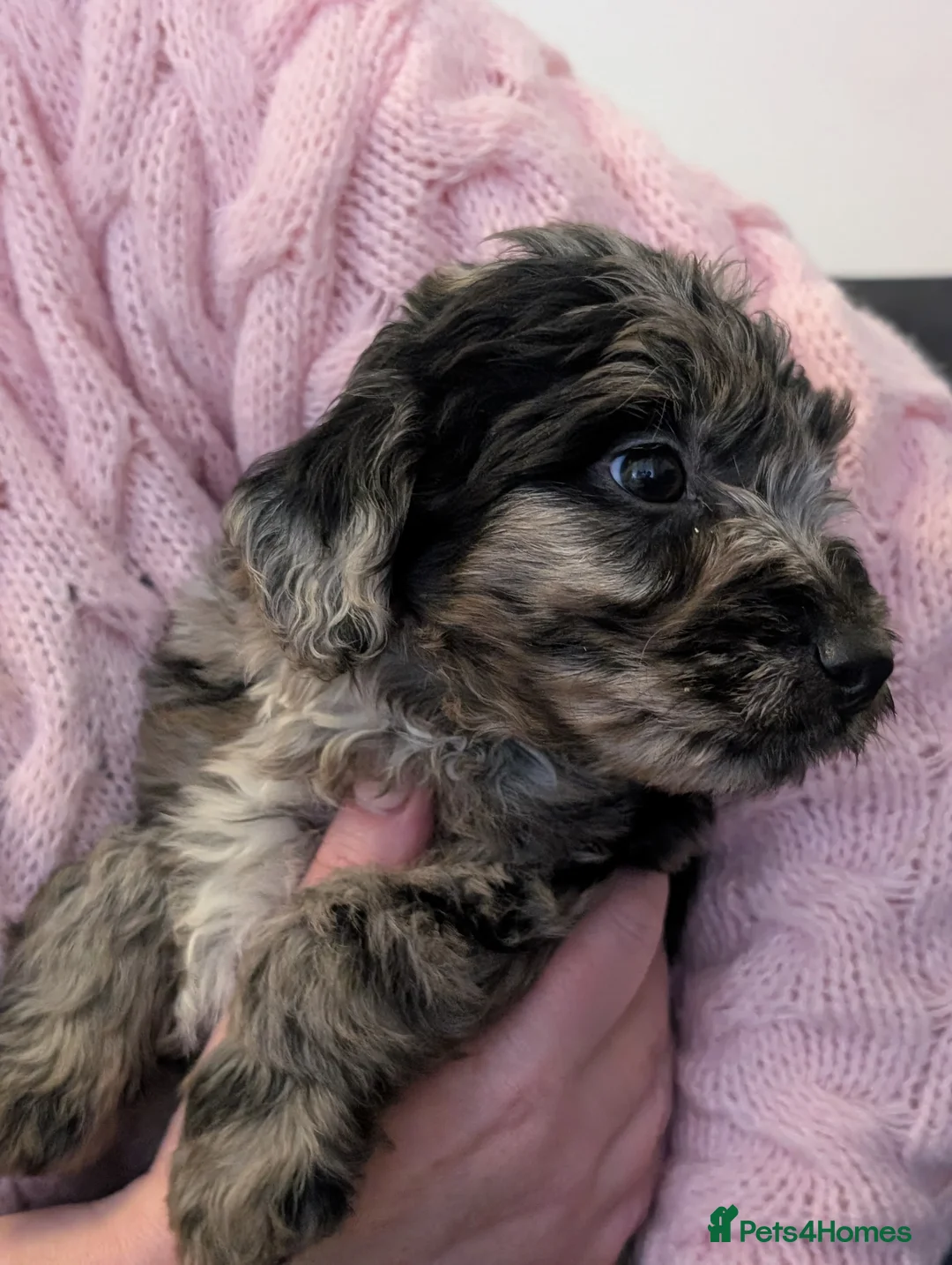 Jackapoo dogs for sale: Beautiful Jackapoo puppies  - Advert 3