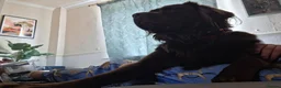 Mixed Breed dogs for sale: Cockerdor for rehoming  - Advert 7