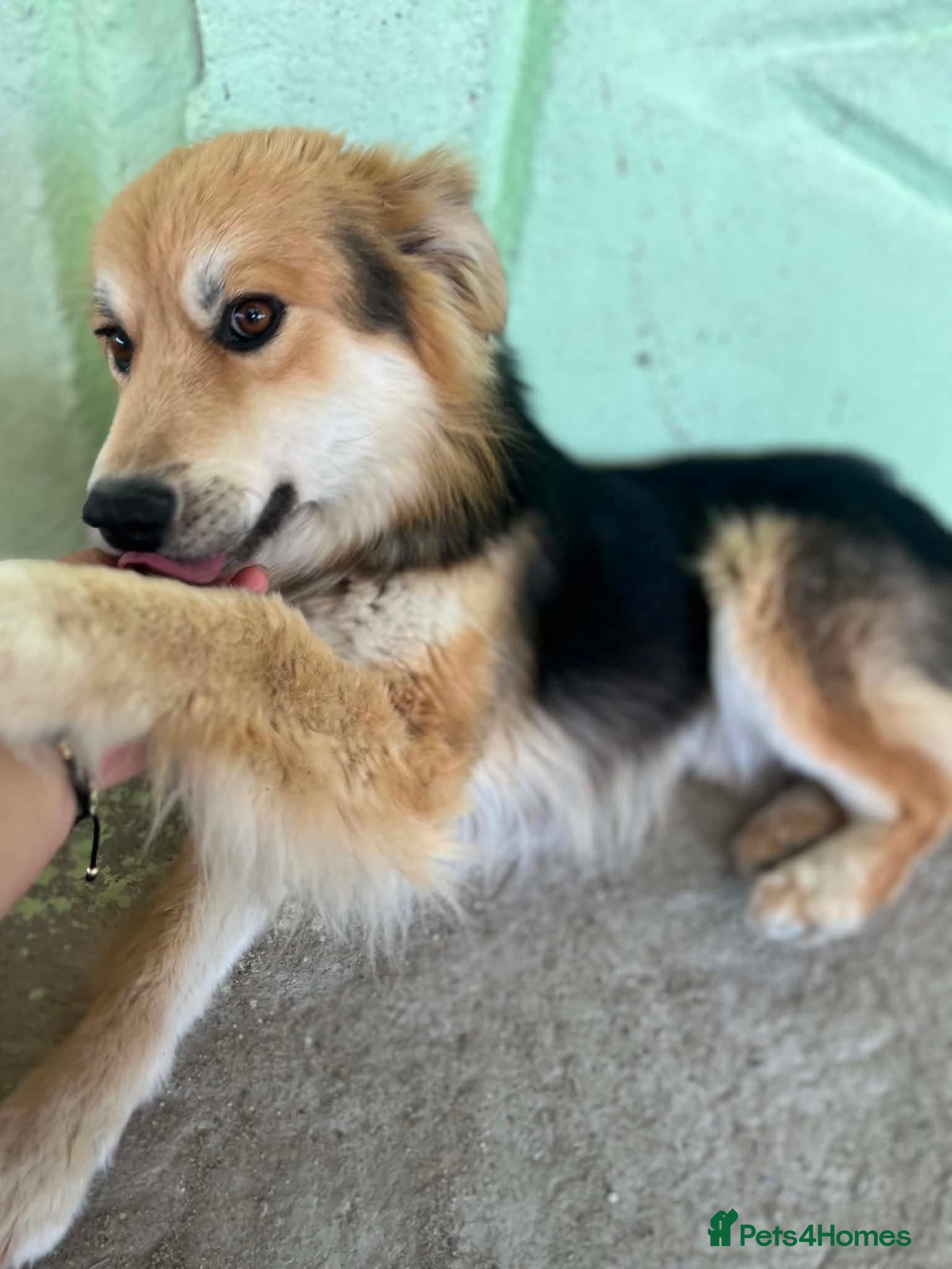 Mixed Breed dogs Meet Micah😍 - Advert 12