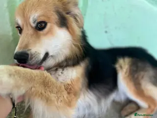 Mixed Breed dogs Meet Micah😍 - Advert 13