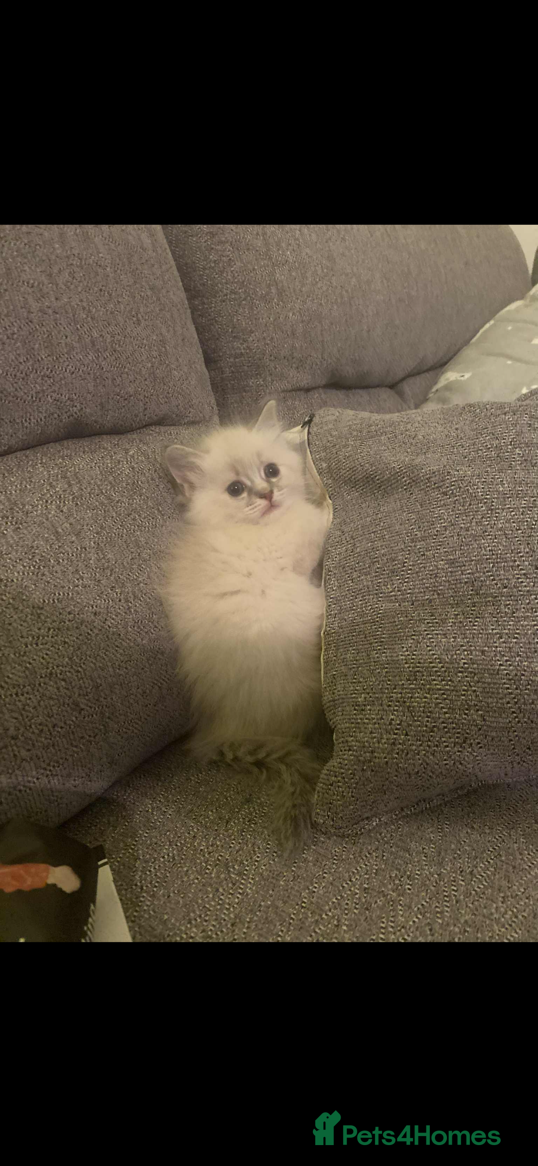 Ragdoll cats for sale: Beautiful ragdoll kittens  - Advert 4