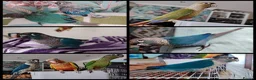 Conures birds for sale: Handreared conures, cockatiels, pair senegals in Wellingborough - Advert 6