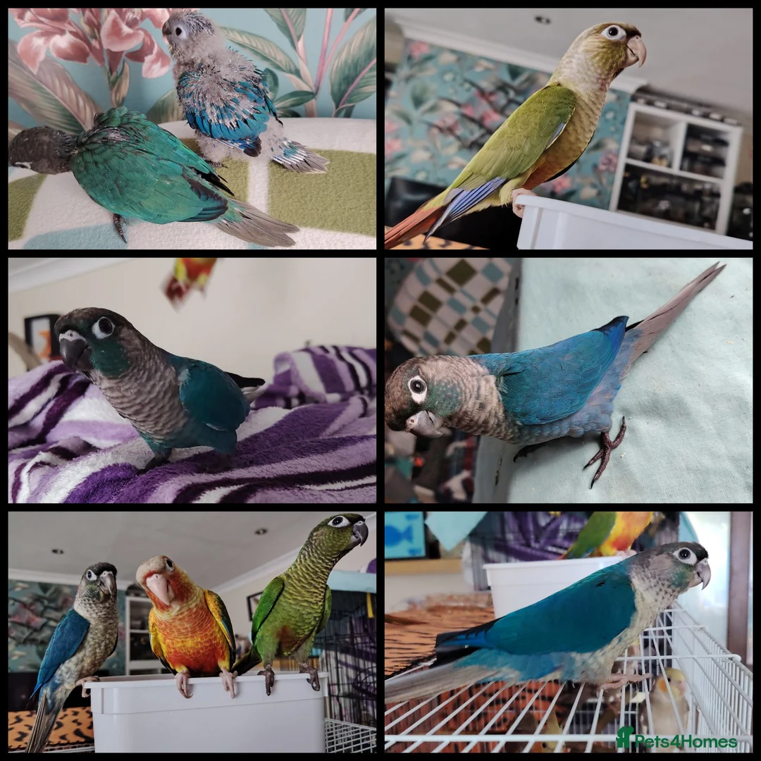 Conures birds for sale: Handreared conures, cockatiels, pair senegals in Wellingborough - Advert 6