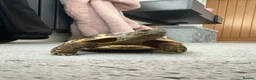 Hermann Tortoise reptiles for sale: Mrs tortoise for sale  in Waterlooville - Advert 2
