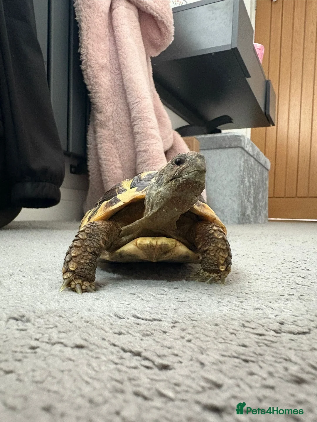 Hermann Tortoise reptiles for sale: Mrs tortoise for sale  in Waterlooville - Advert 2
