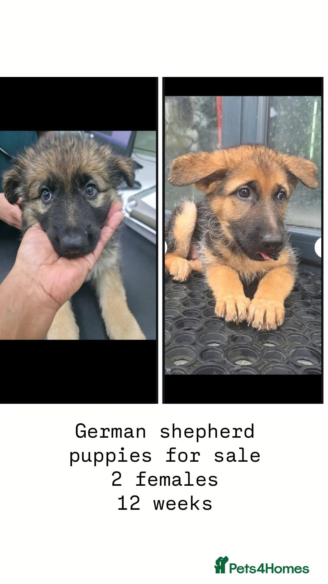 German Shepherd dogs for sale: German Shepherd in Kettering - Advert 2