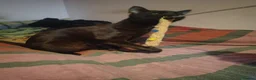 Domestic Shorthair cats for sale: Panther loves attention  in Bilston - Advert 6