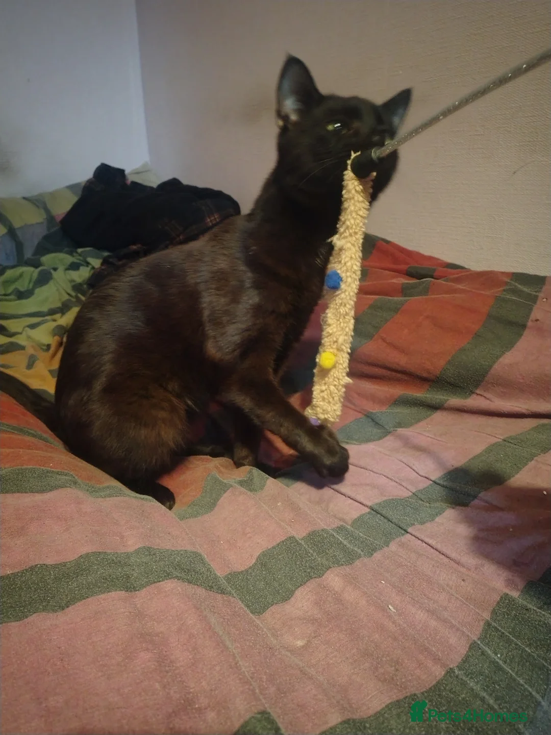 Domestic Shorthair cats for sale: Panther loves attention  in Bilston - Advert 6