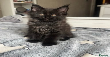 Maine Coon cats - Advert 14