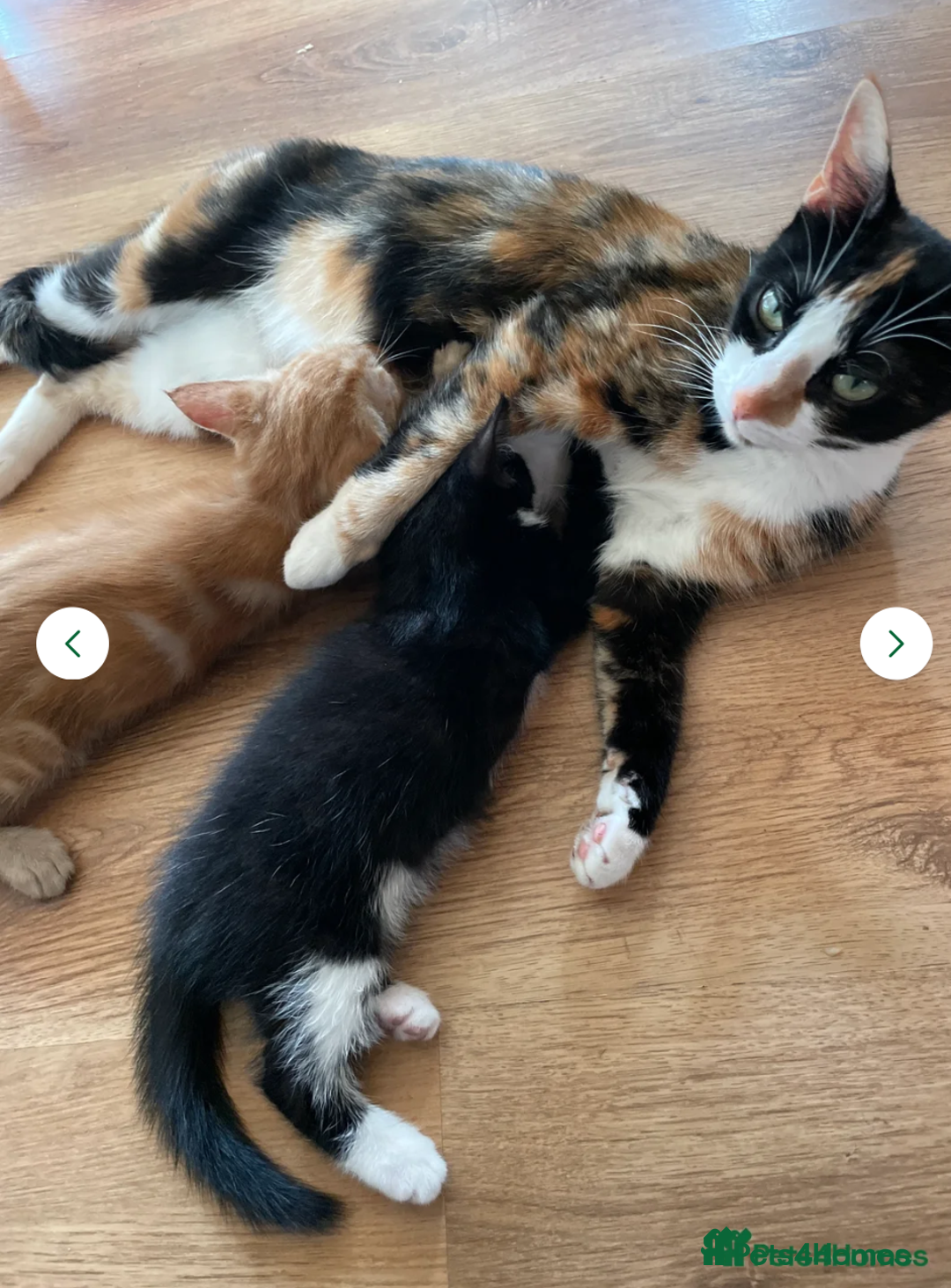 Domestic Shorthair cats for sale: One ginger domestic shorthair  - Image 3