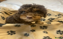 Cockapoo dogs for sale: Gorgeous litter of F1b cockapoos - Advert 16