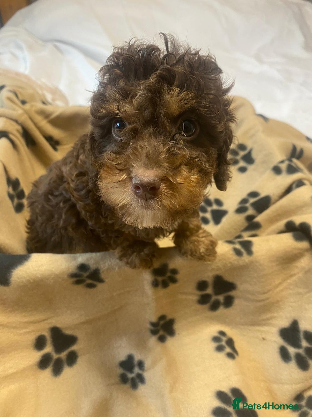 Cockapoo dogs for sale: Gorgeous litter of F1b cockapoos - Advert 16