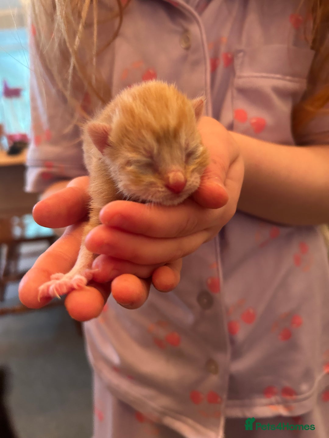 Domestic Shorthair cats for sale: Kittens for sale  - Image 5