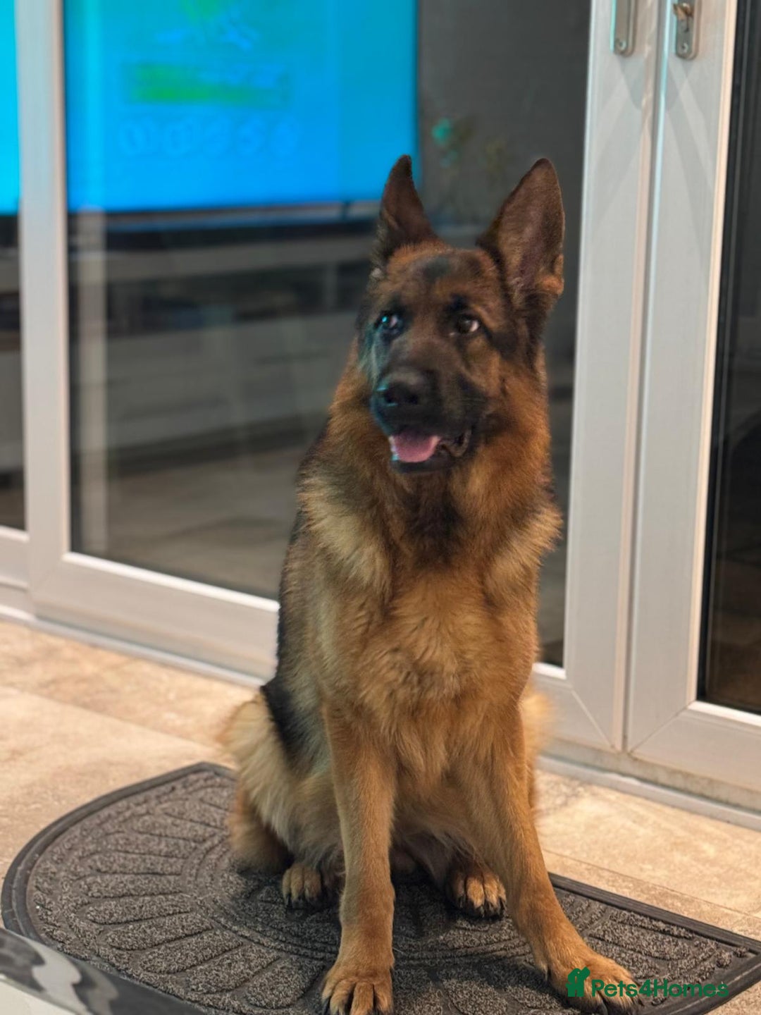 German Shepherd dogs for sale: Gorgeous German Shepherd Female for loving home - Advert 6