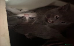 Mixed Breed cats for sale: Last beautiful grey kitten left!! - Image 5