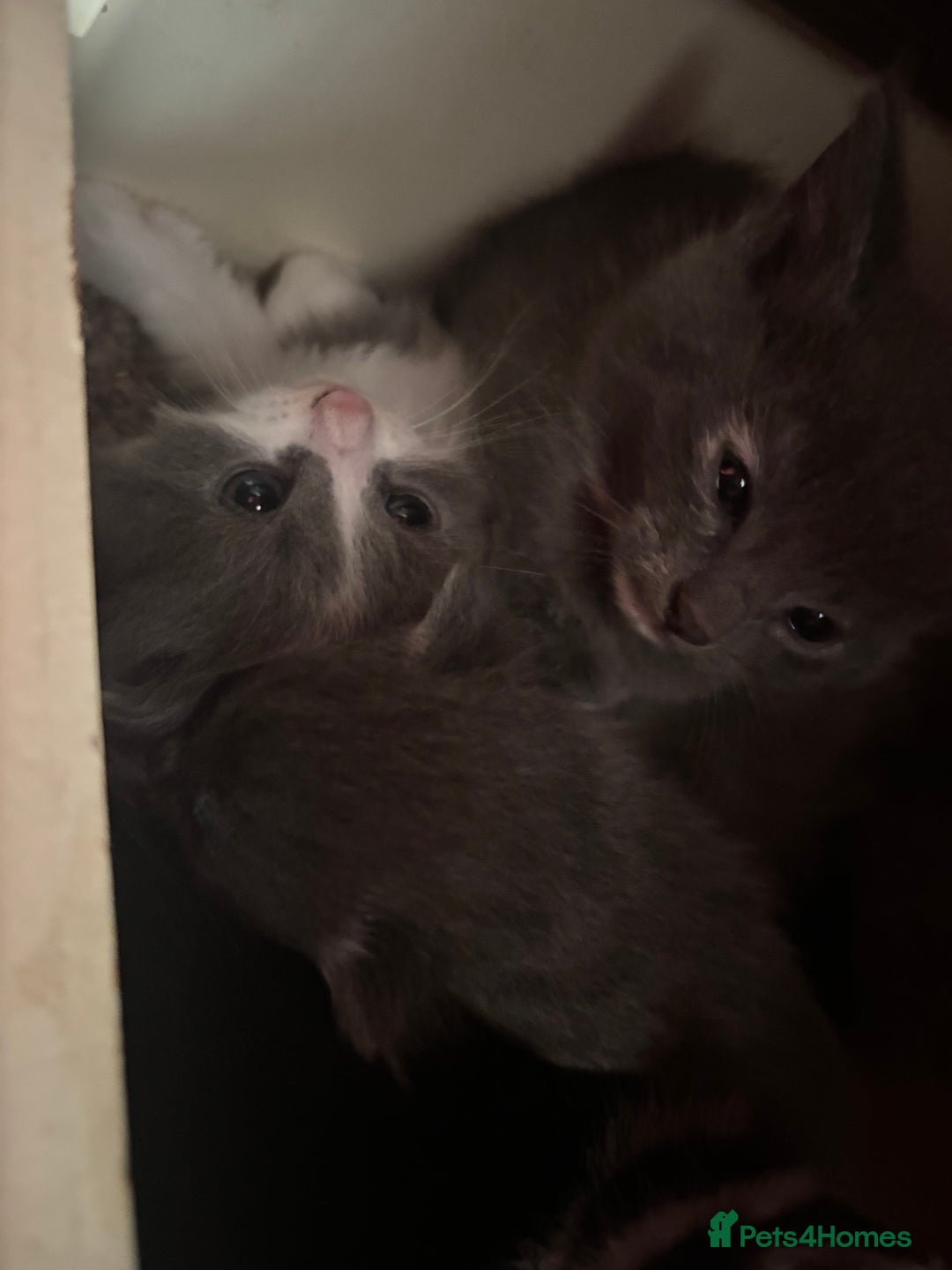 Mixed Breed cats for sale: Last beautiful grey kitten left!! - Image 5