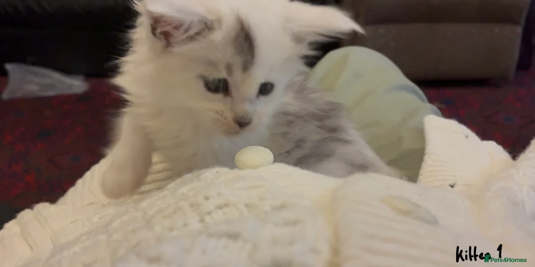 Maine Coon cats for sale: Polydactyl Maine Coon Kittens — TICA Registered  - Advert 3