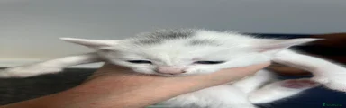 Turkish Angora 6