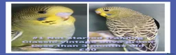 Budgerigars birds for sale: Pet baby budgies priced from £50 - Advert 4