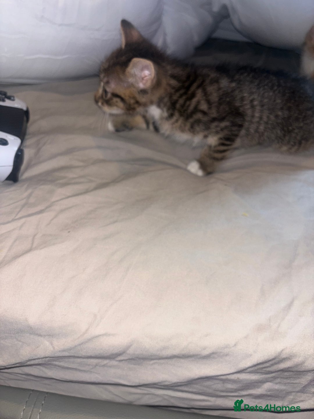 British Shorthair cats for sale: Kittens For Sale - Image 14